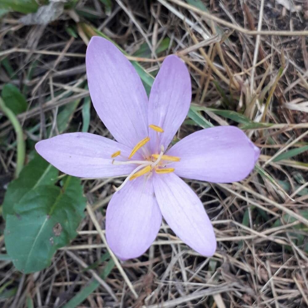 Colchico 2