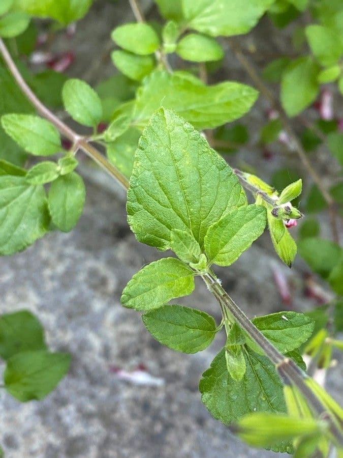 Salvia a foglie piccole 17