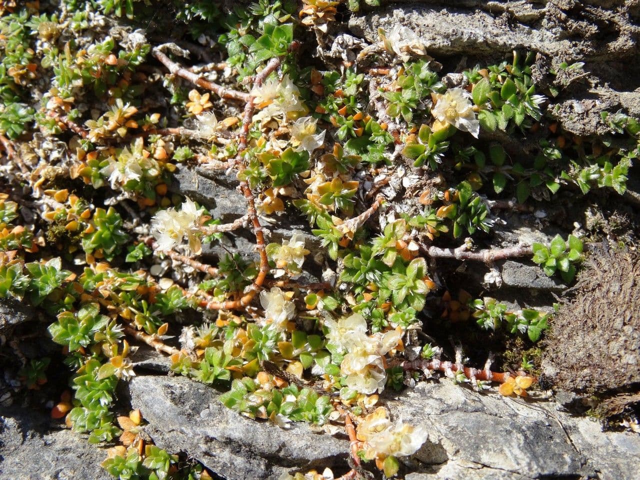 Paronychia kapelská 28