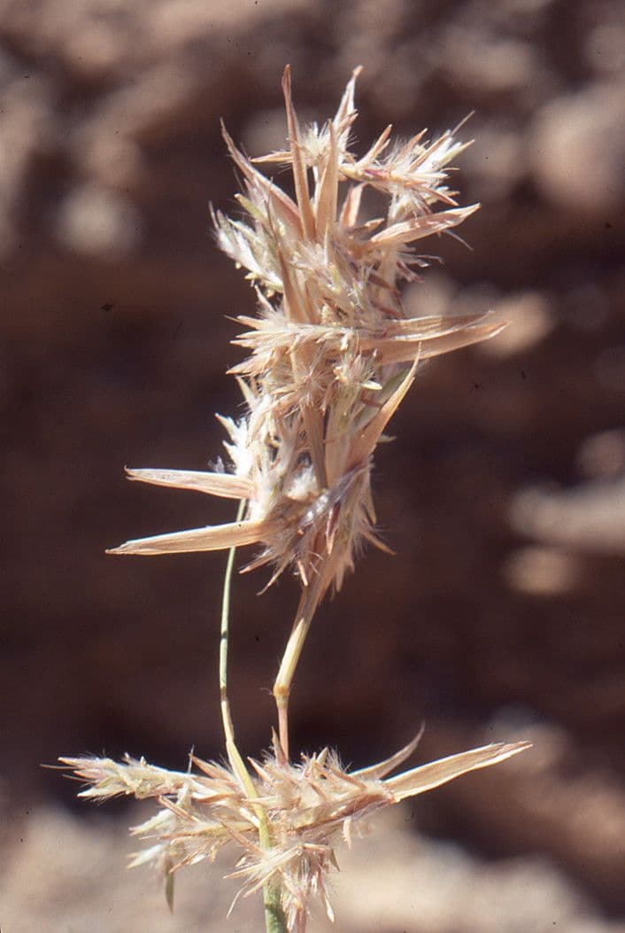 Lasiurus 4