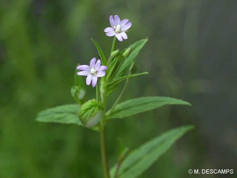Garofanino quadrangolare 29