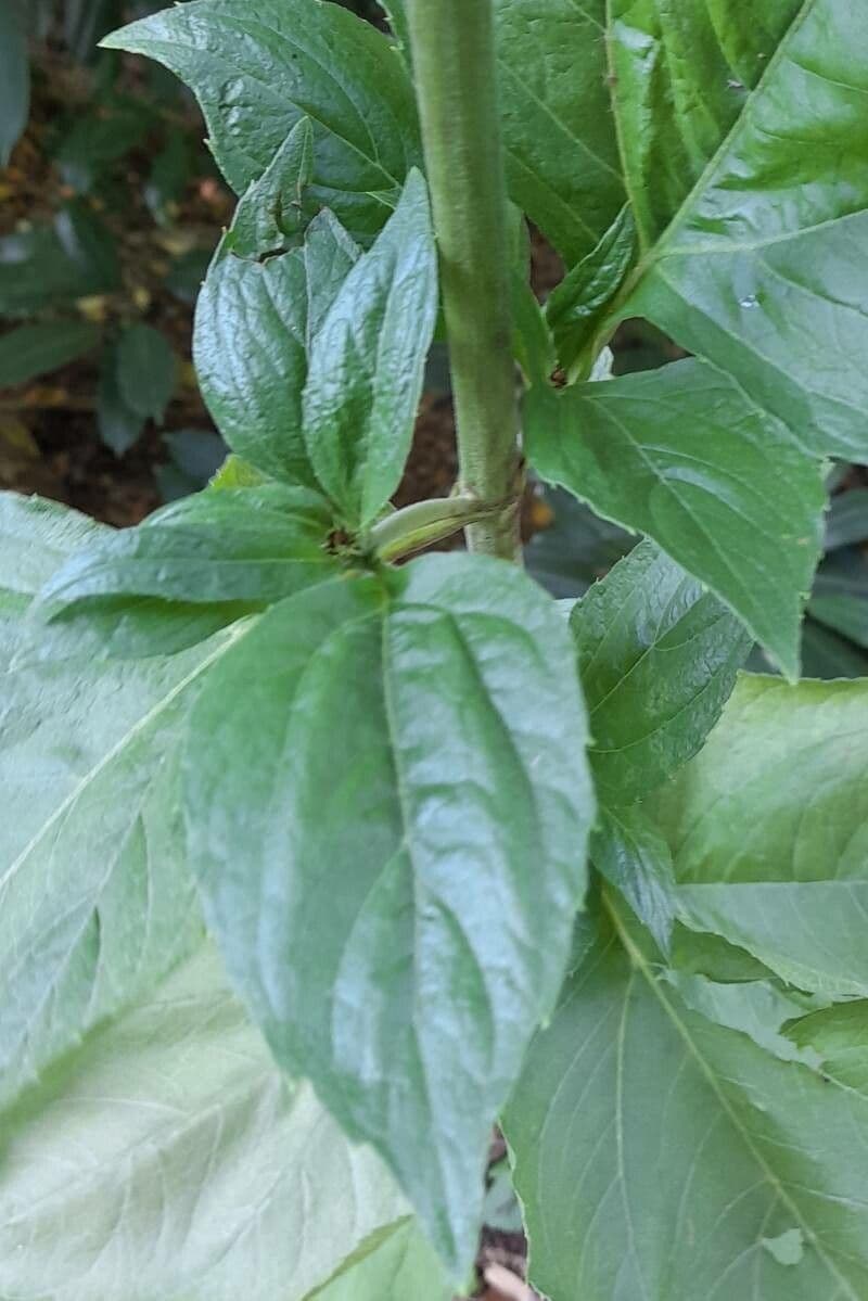 Schistocarpha 9