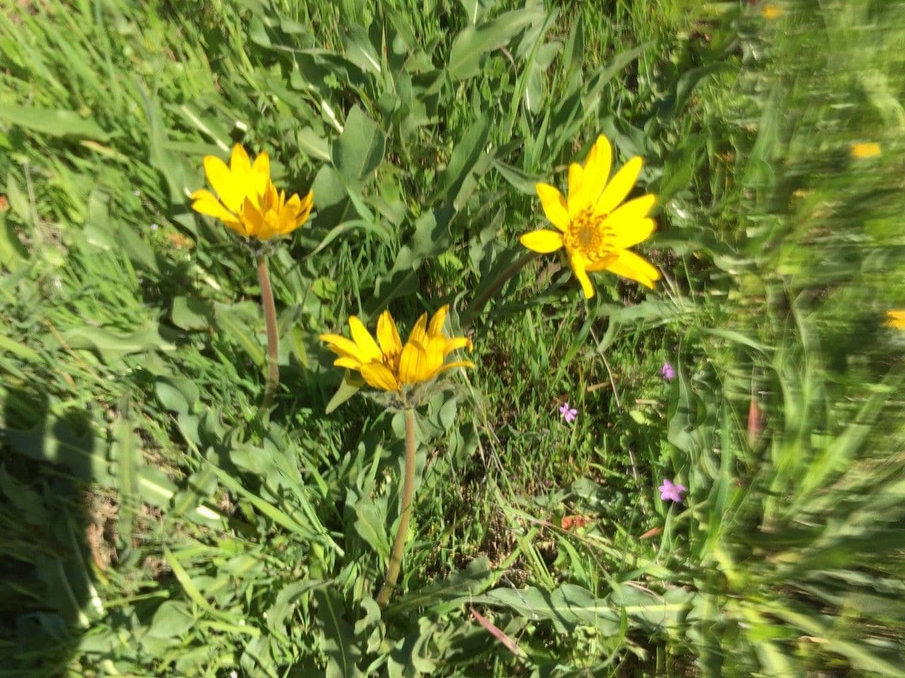 Wyethia 9