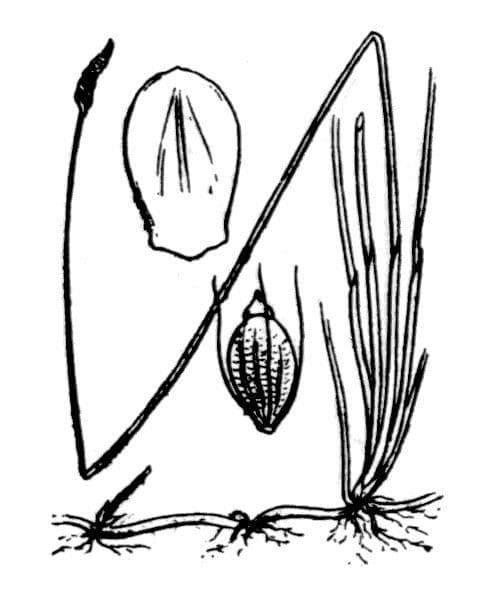 Sedge bonariensis 22