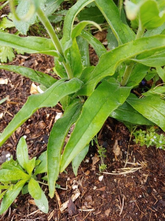 Penstemon pallidus 11