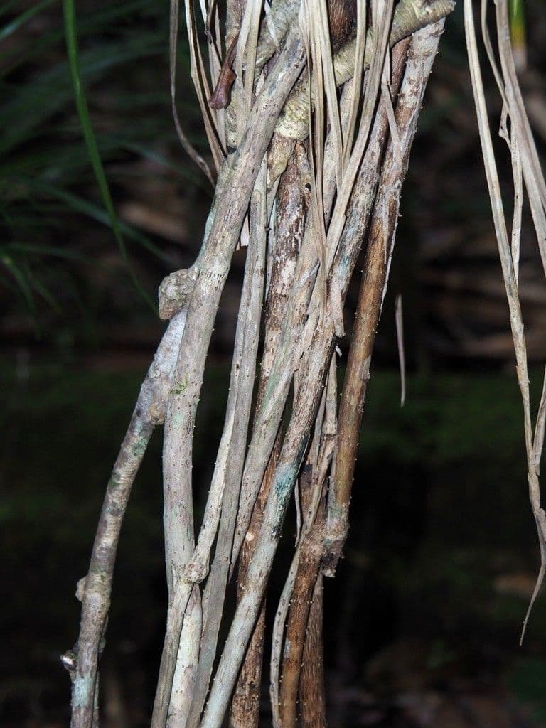Pandanus 6