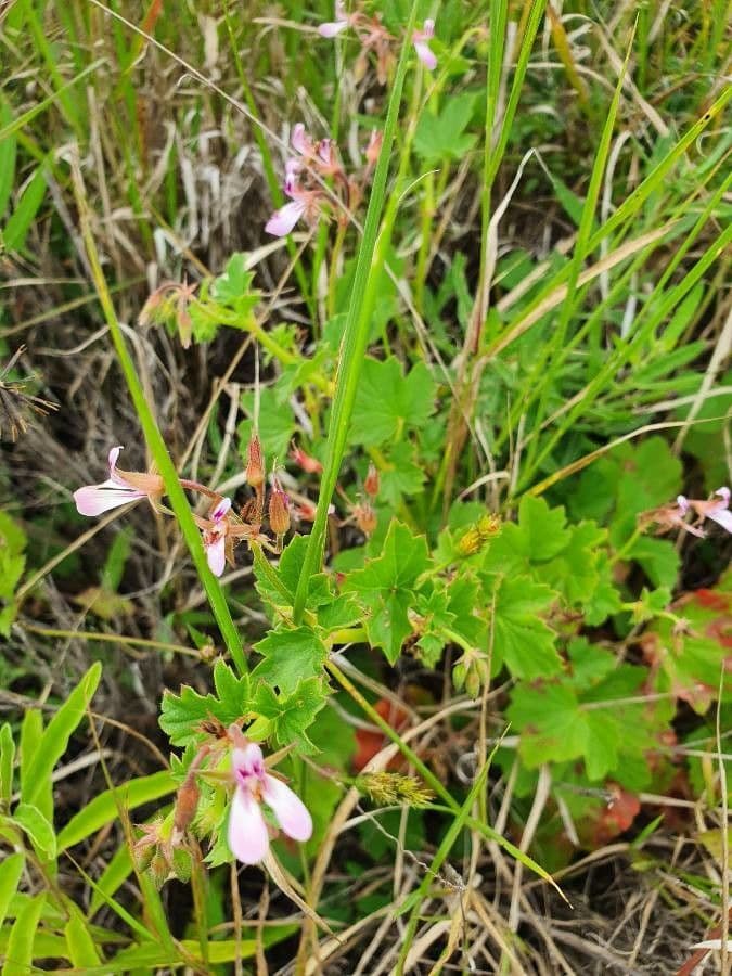 Pelargonio 8