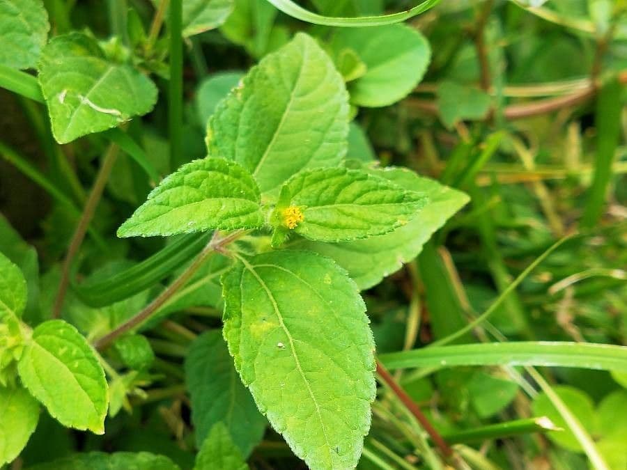 Eleutheranthera ruderalis 11
