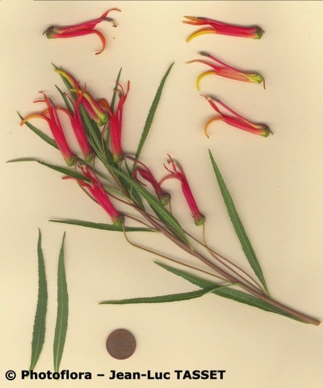 Lobelia lassiflora 26