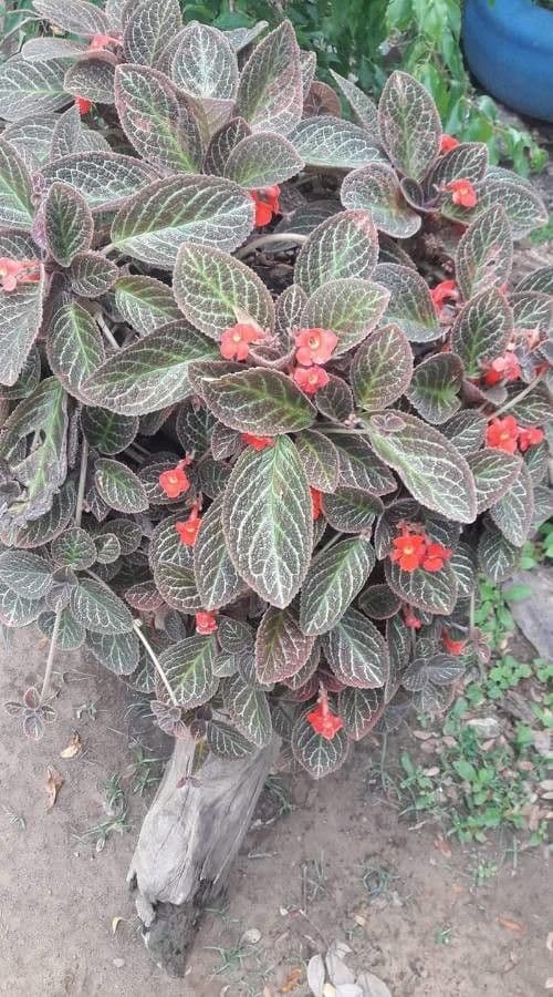 Episcia cupreata 14