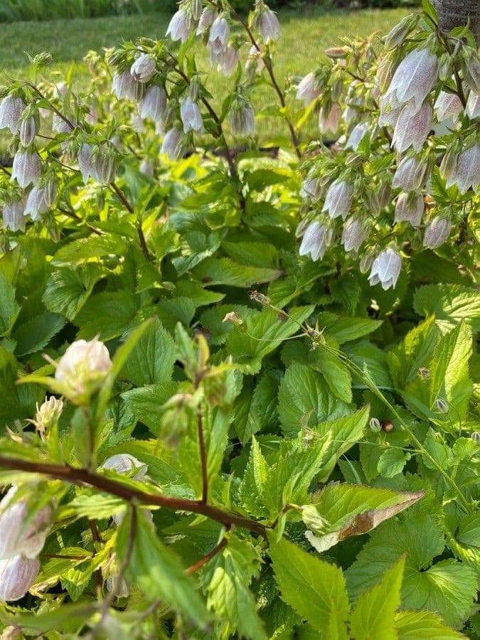 Campanula puntata 15