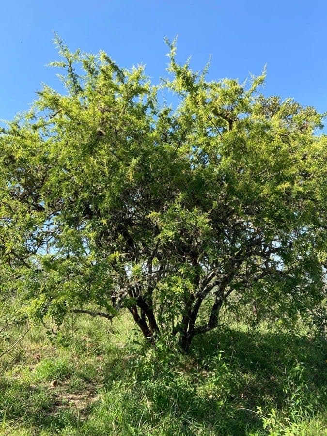 Searsia pyroides 12