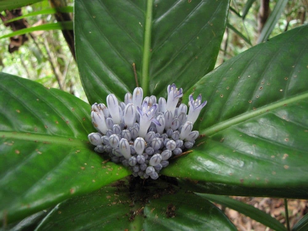 Psychotria