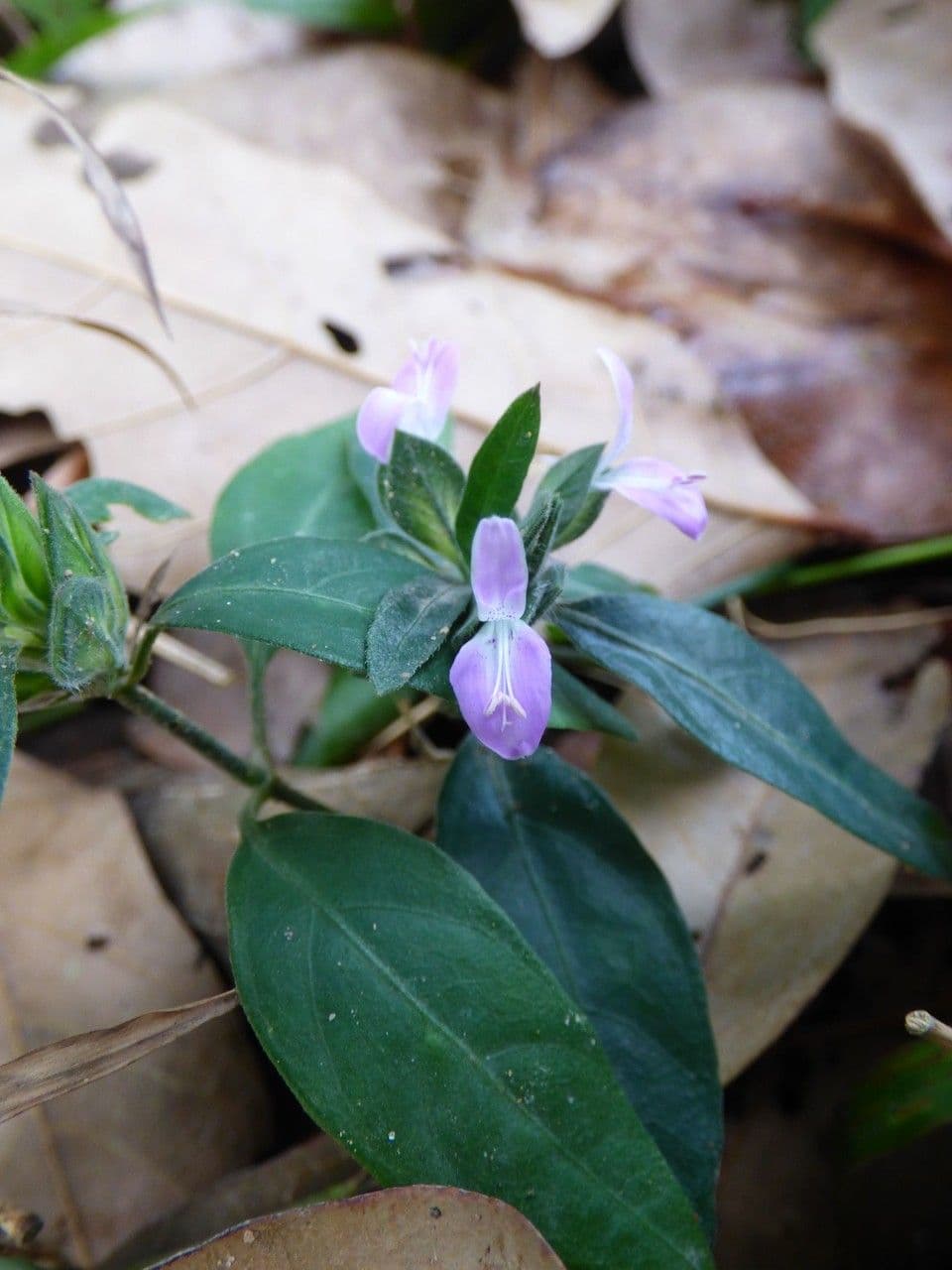 Dicliptera 3