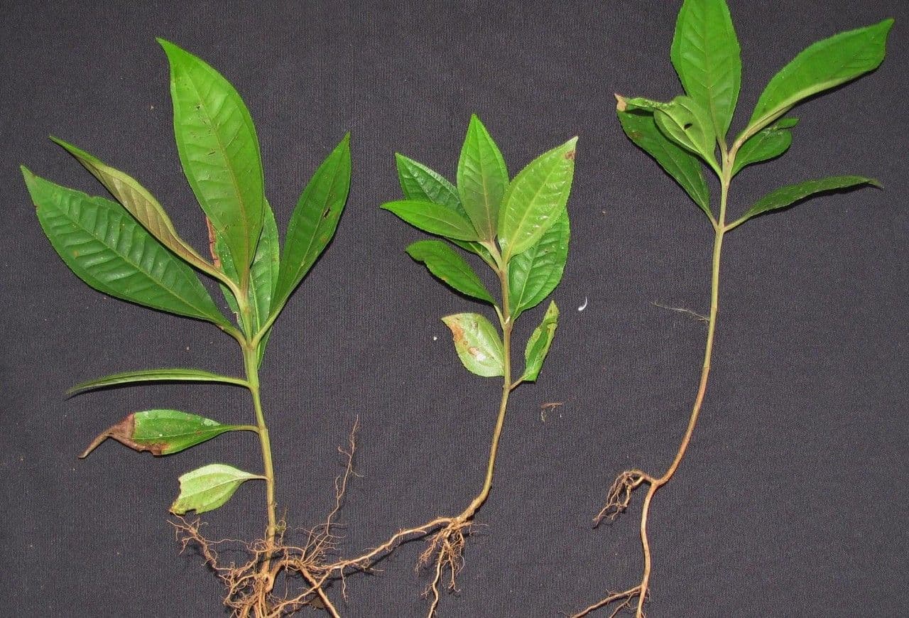 Miconia a tre nervature 14