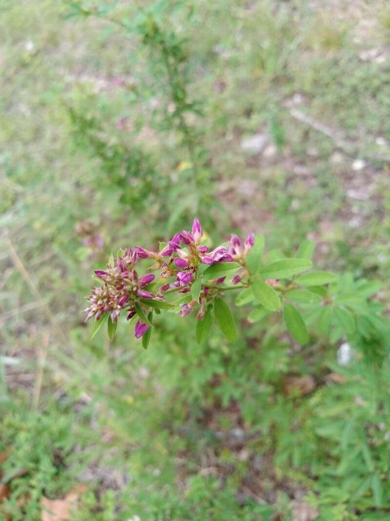Lespedeza 17