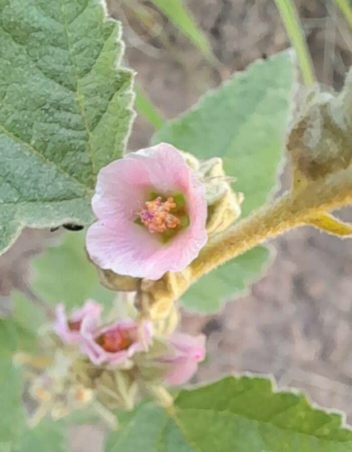 Sphaeralcea 3