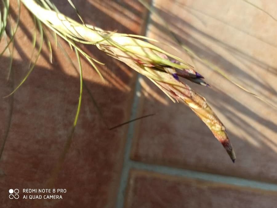 Tillandsia juncea 7