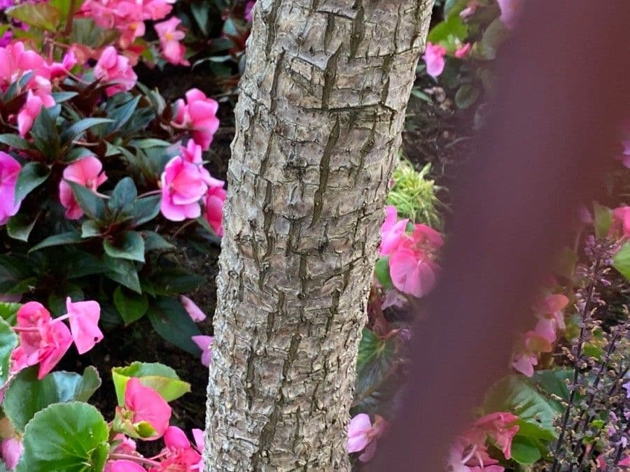 Albero cavolo 22