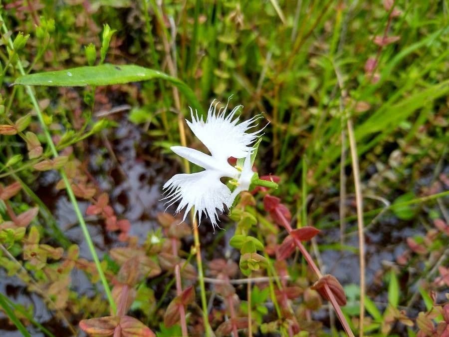 Fringed orchid 5
