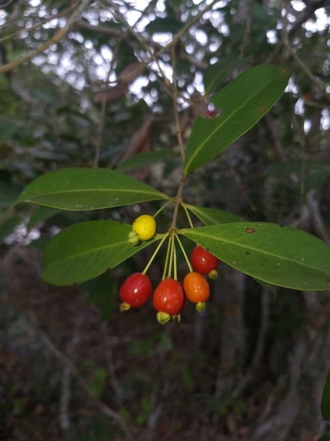Eugenia punicifolia 3