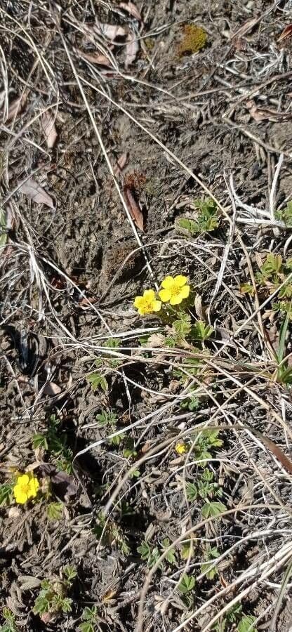 Potentilla