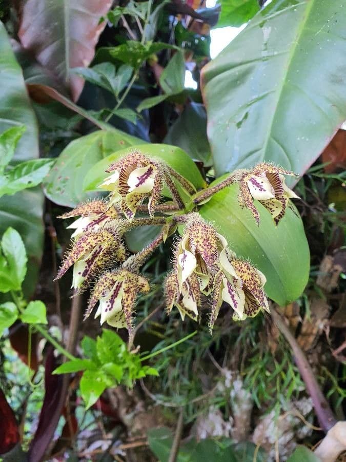 Dendrobium 3