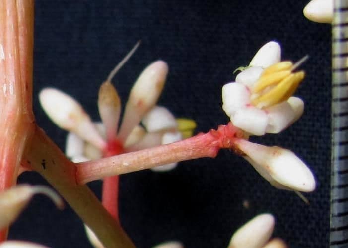 Ardisia 4