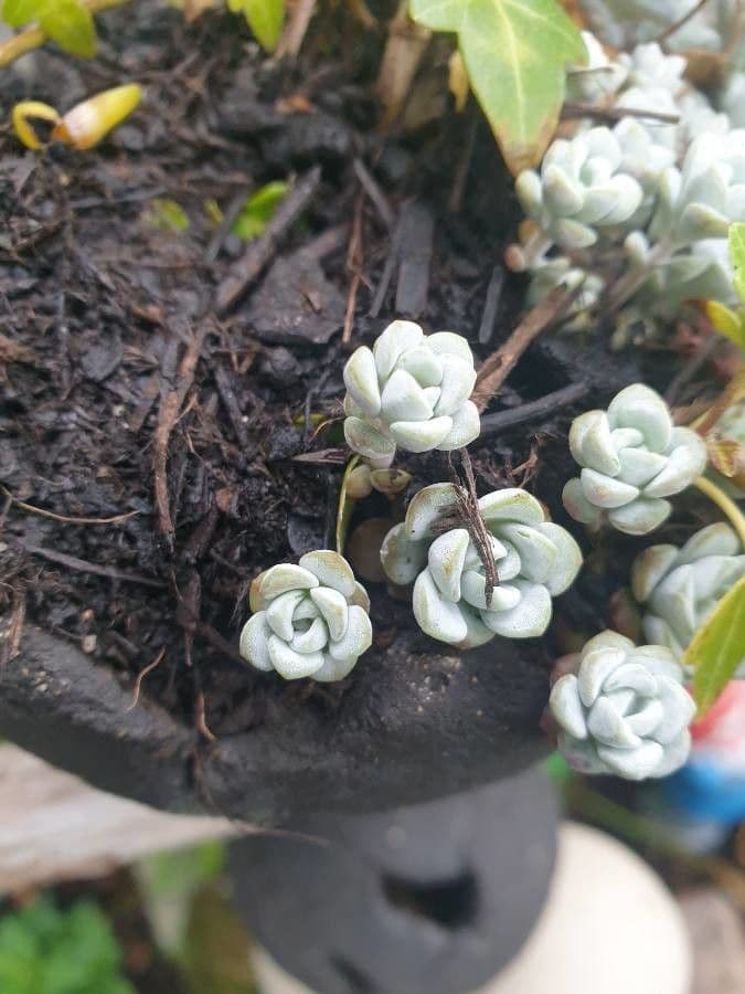Borracina cinerea 27