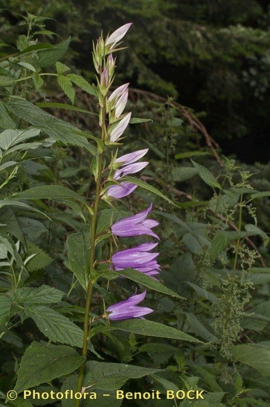 Breitblättrige Glockenblume 26