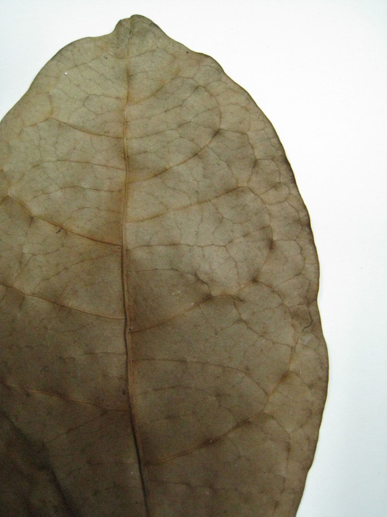 Byrsonima 6
