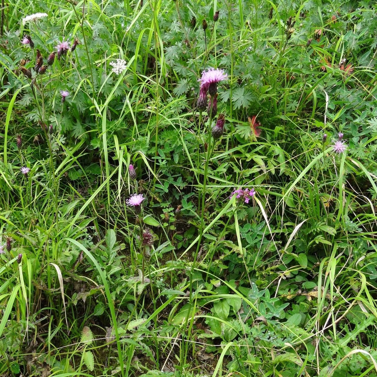 Serratula comune 15