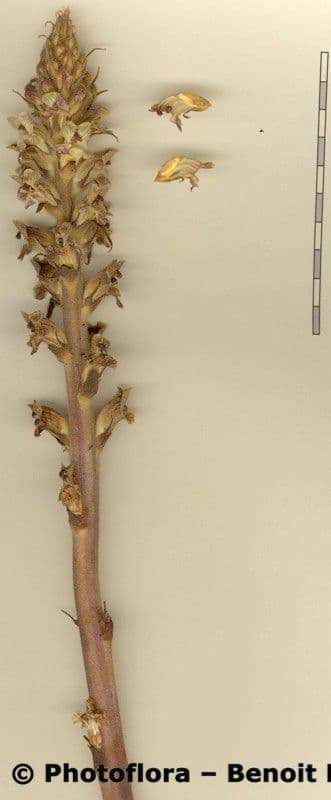 Orobanche alba 23