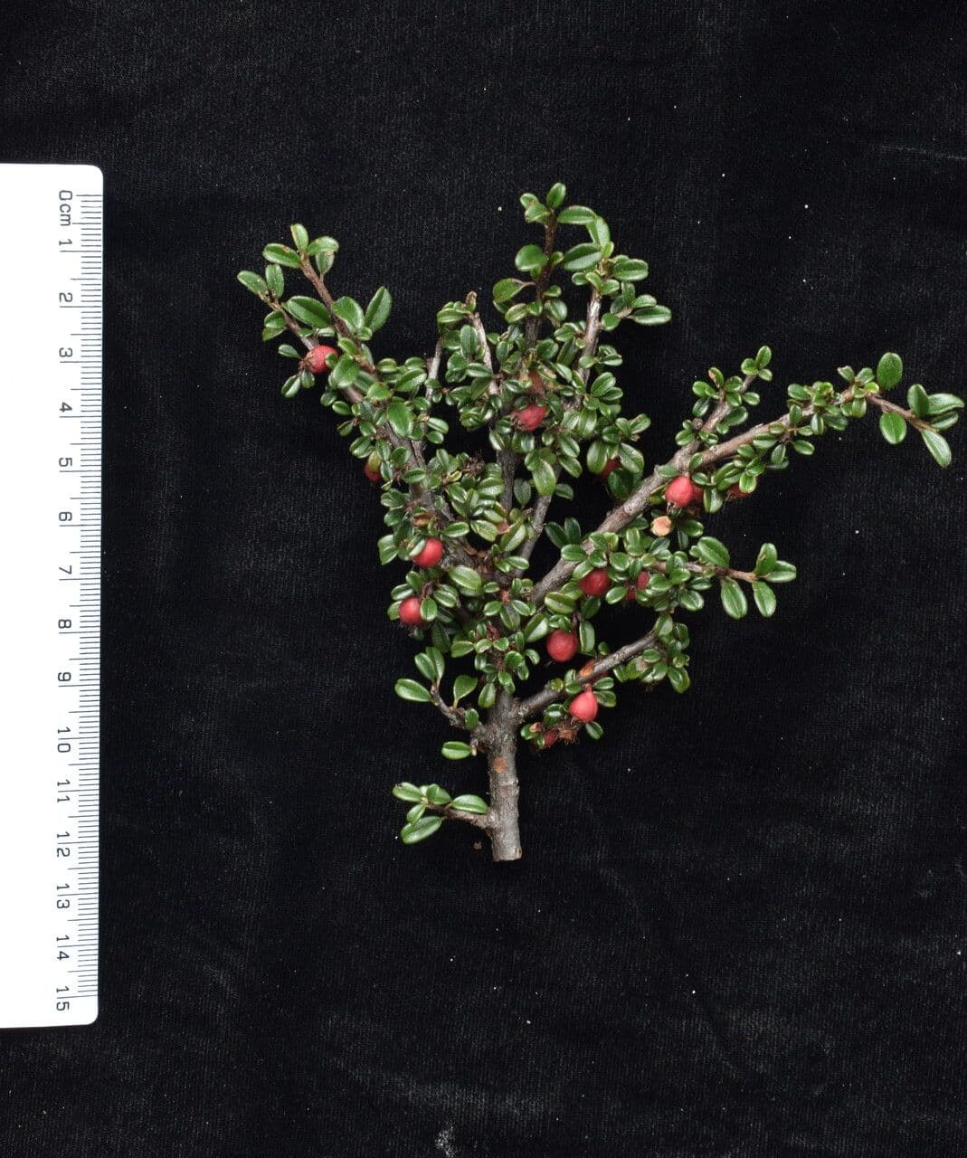 Cotoneaster de hoja entera 27