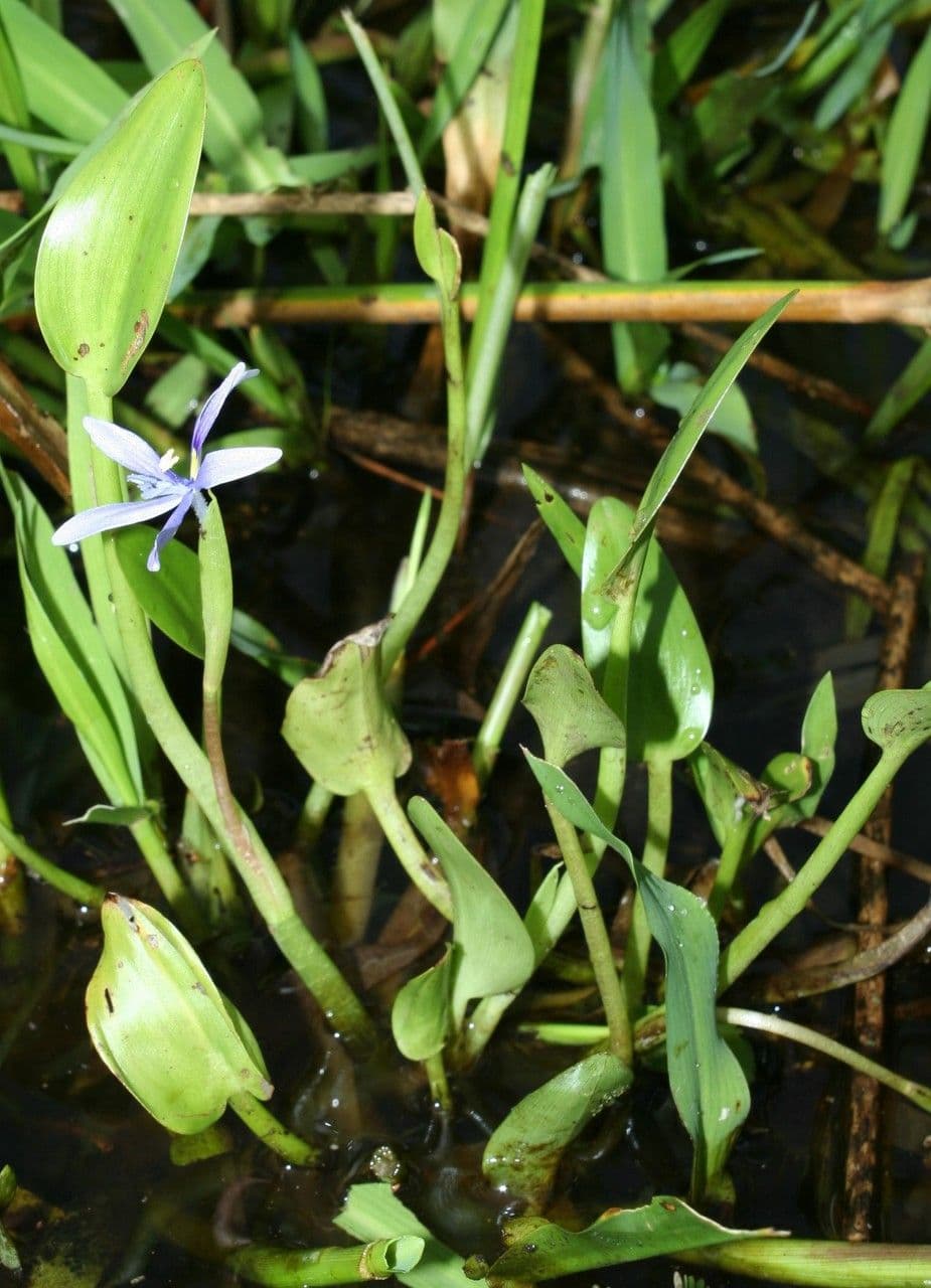 Blauer Schlammpflanze 21