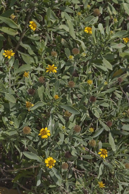 Meeres-Oxeye 11