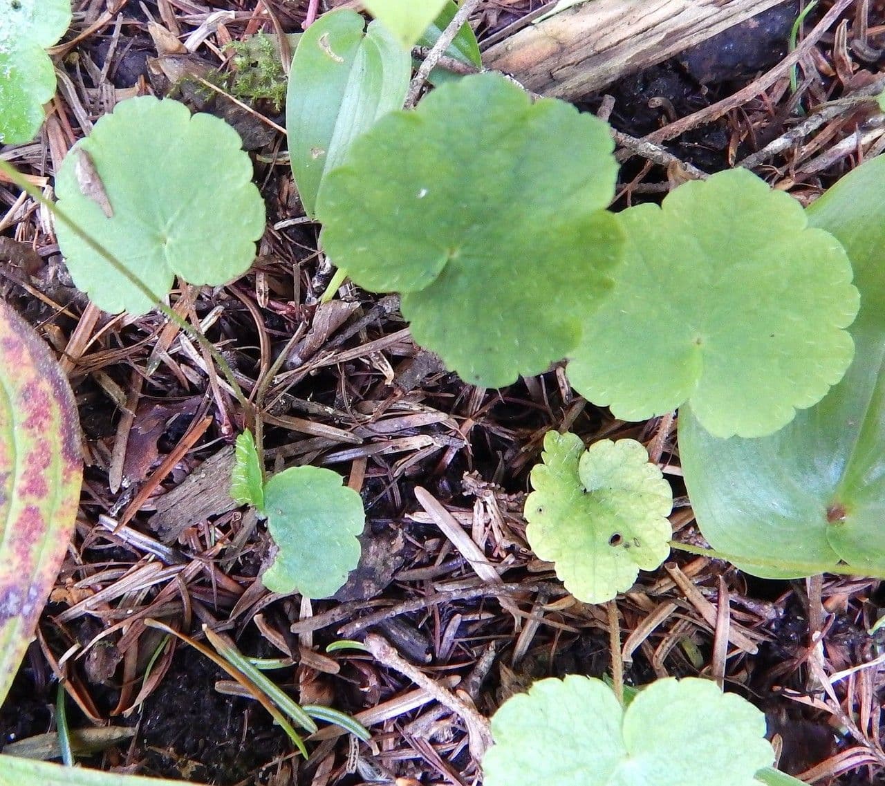 Mitella nahá 5