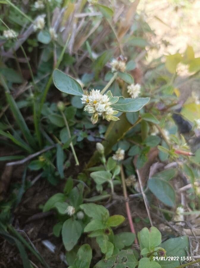 Alternanthera sessilis 23