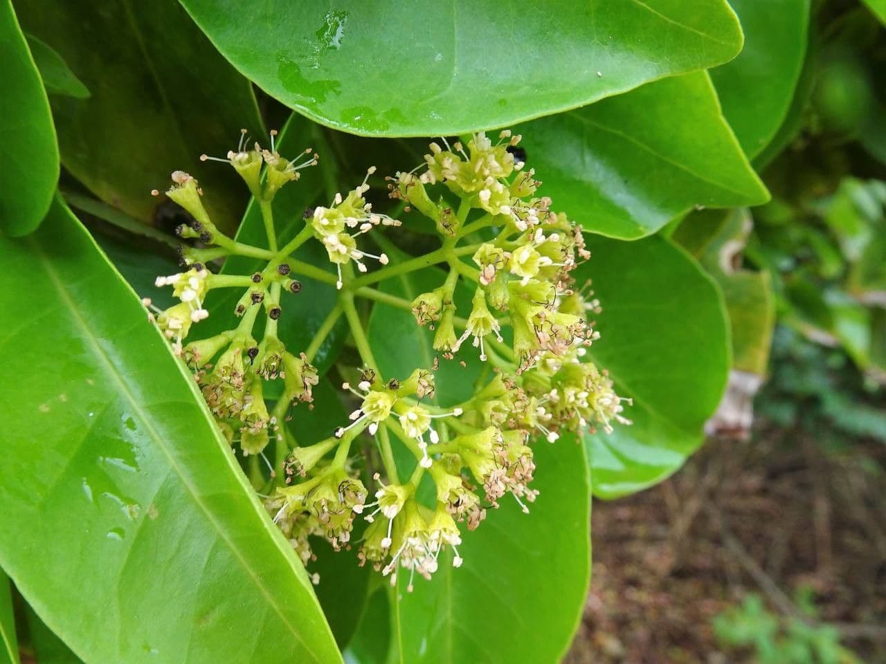 Pisonia 7