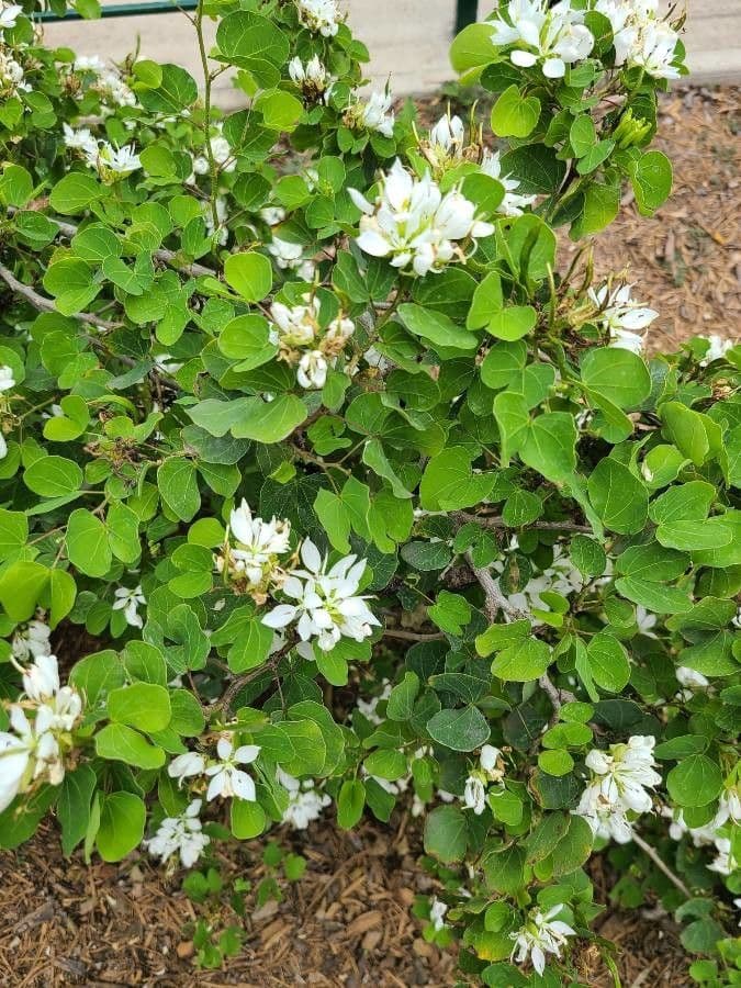 Bauhinia 14