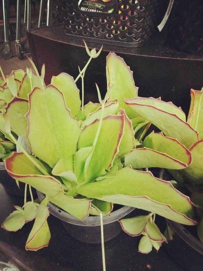 Kalanchoe 10