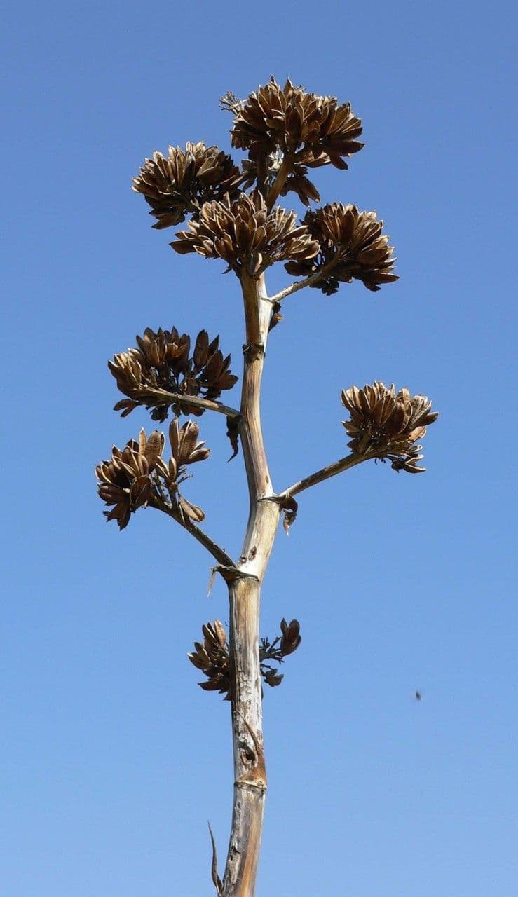 Wüsten-Agave 2