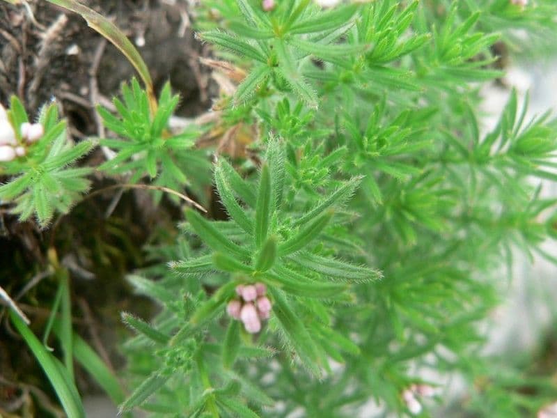 Asperula peluta 4