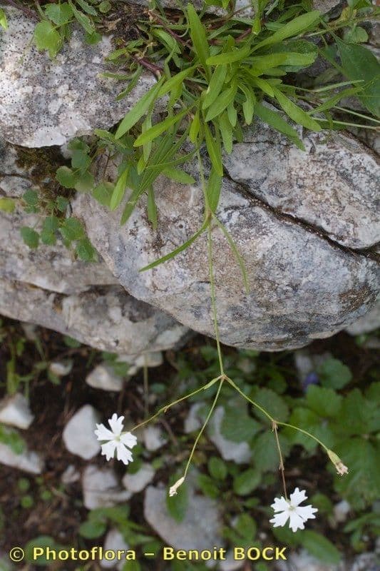 Silene 15