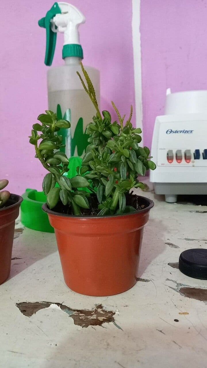 Peperomia 6