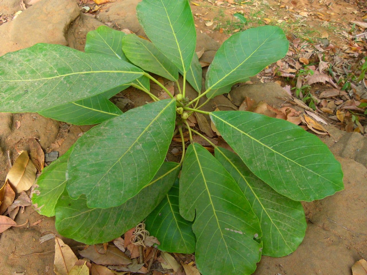 Togo-Uapaca 3