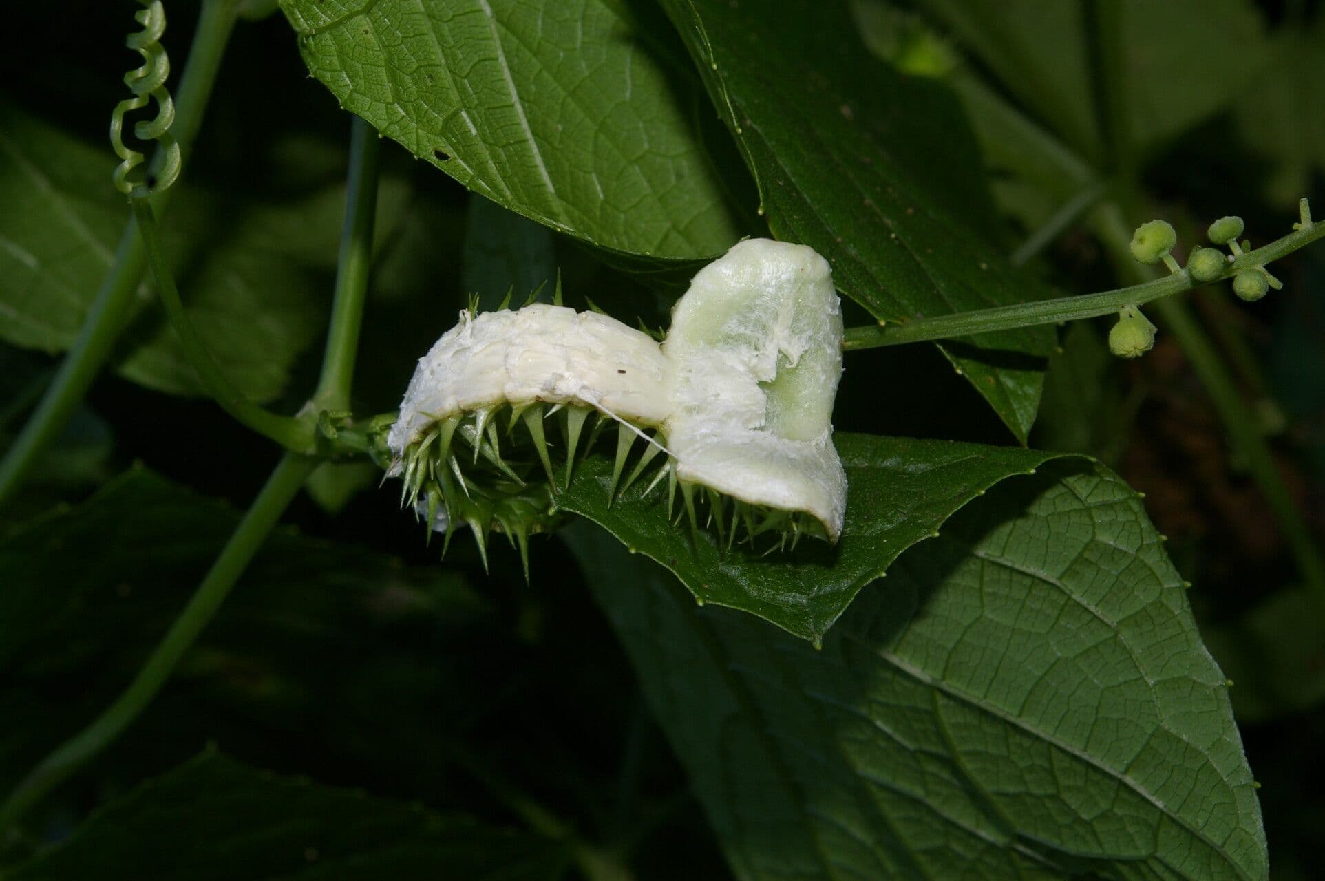 Echinopepon 3