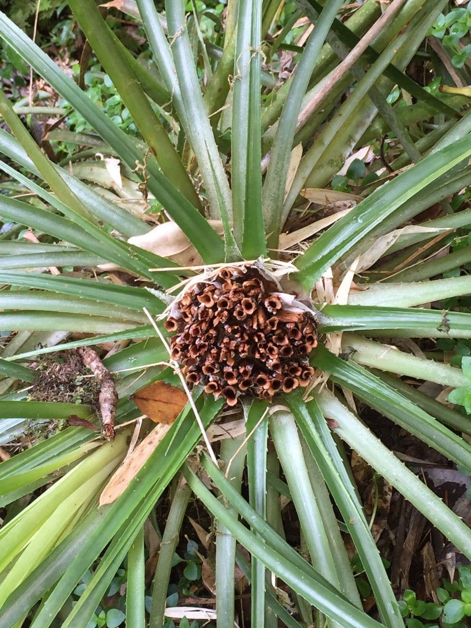 Fascicularia 5