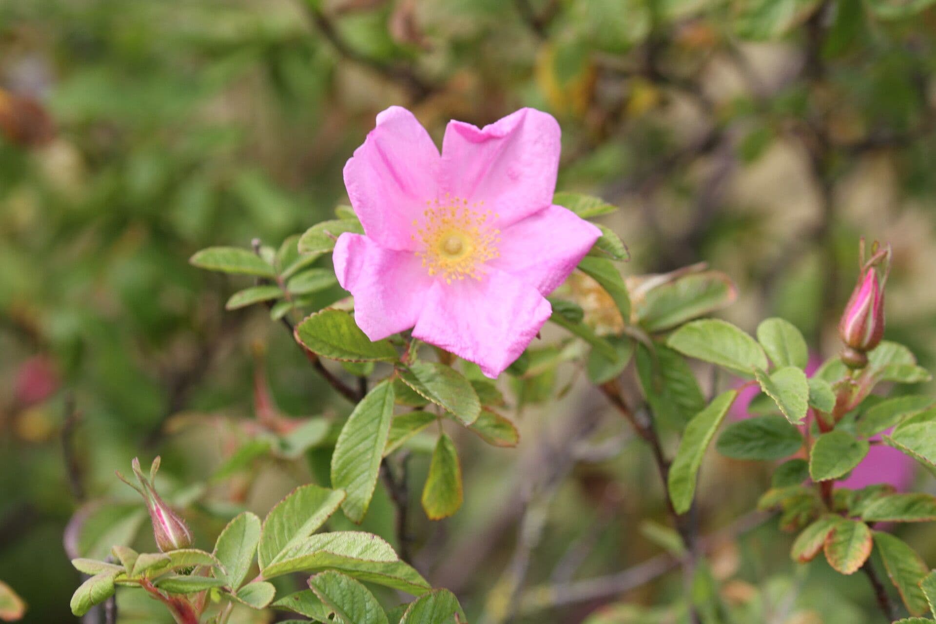 Weiche Rose 10