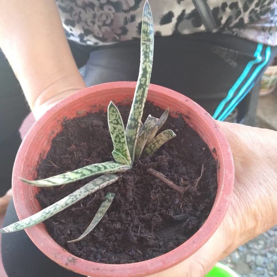 Gasteria 12